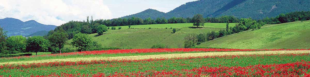 Champs de coquelicots